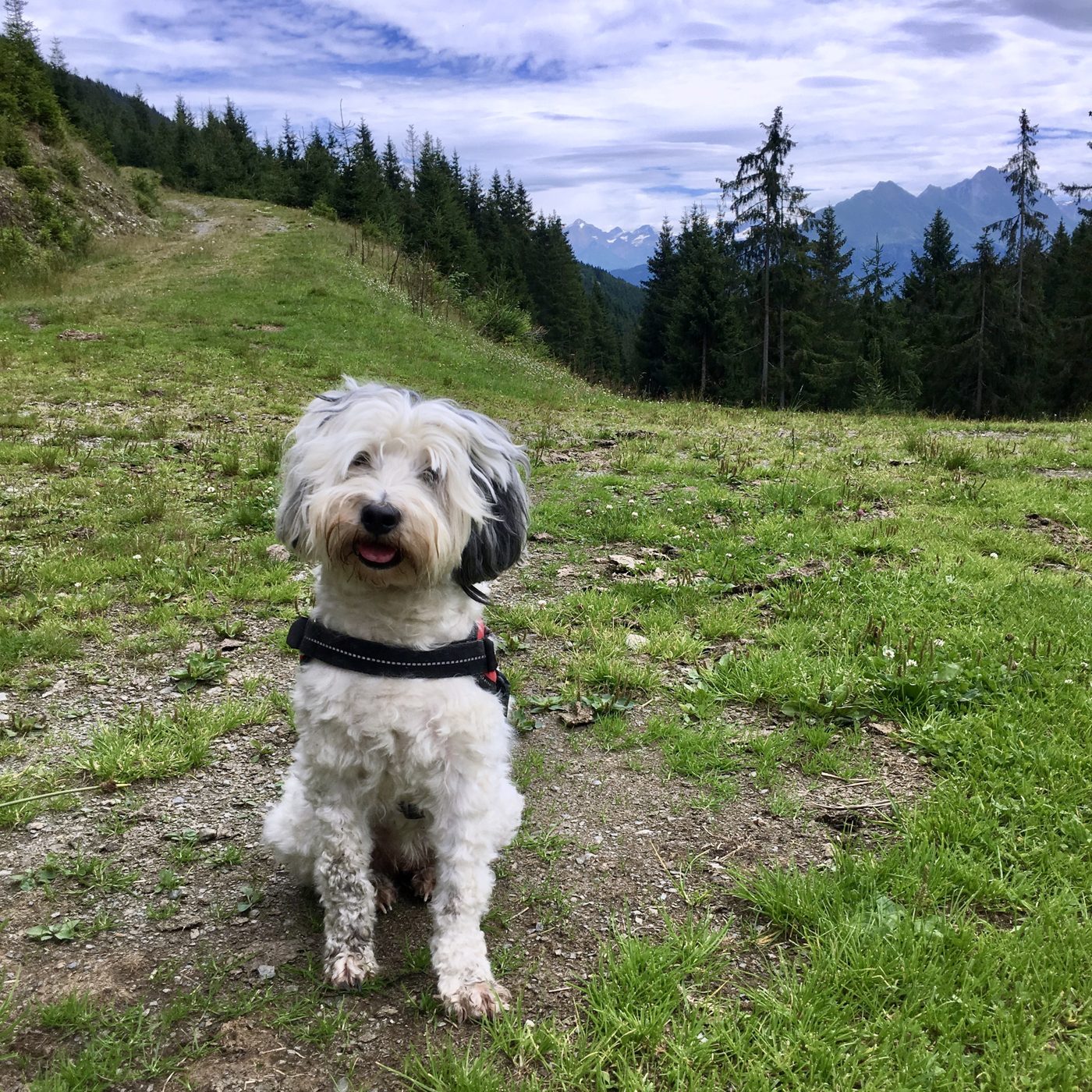 Frieda, a Tibetan Terrier, sitting on a mountain path